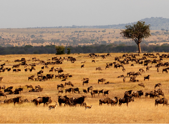 Serengeti-National-Reserve