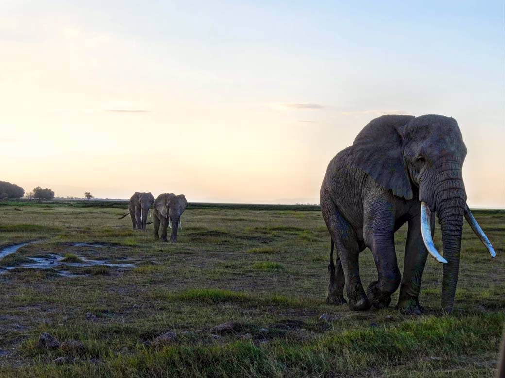Amboseli National Park_Follow the Leader
