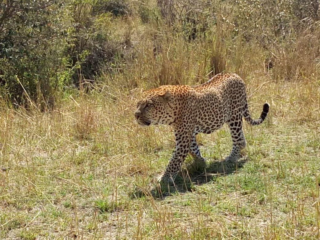 Cheetah Safari