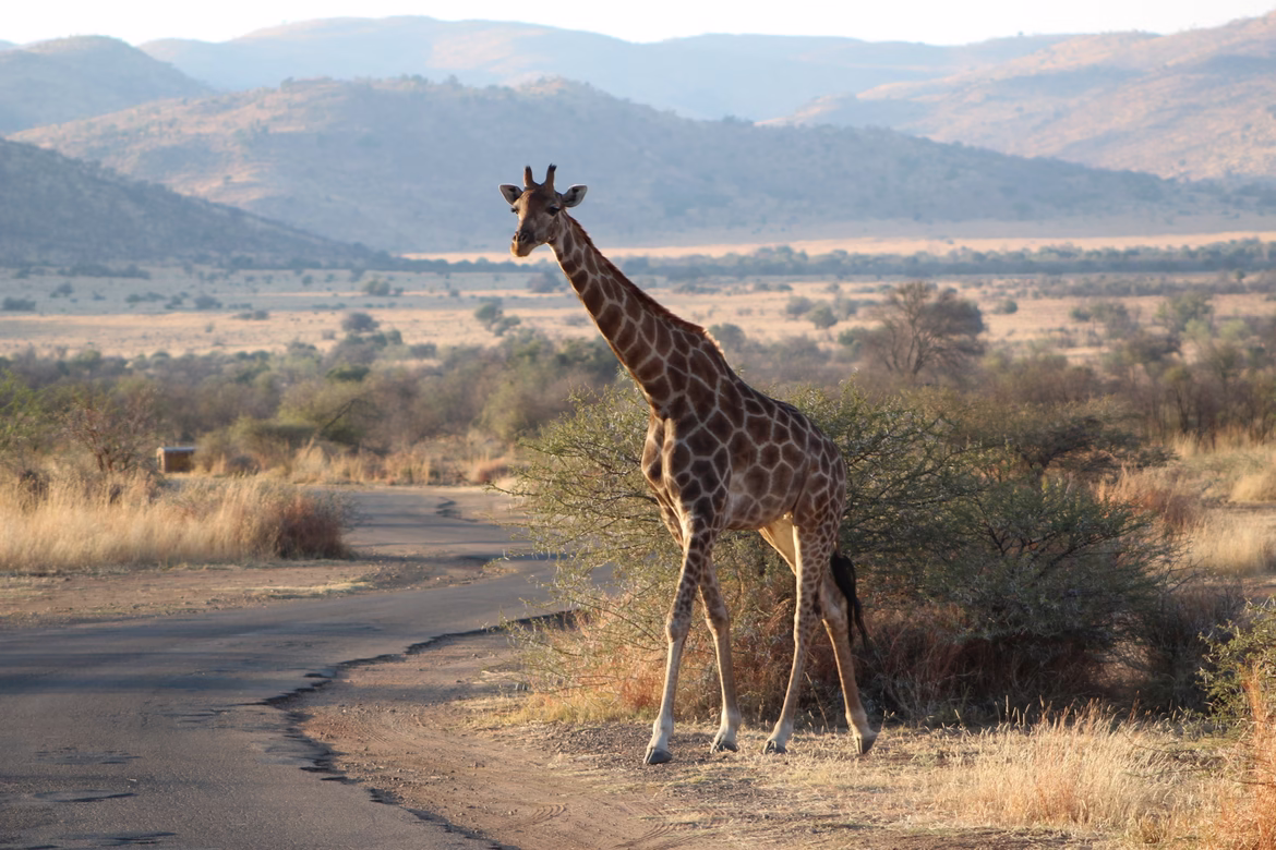 African Savannah