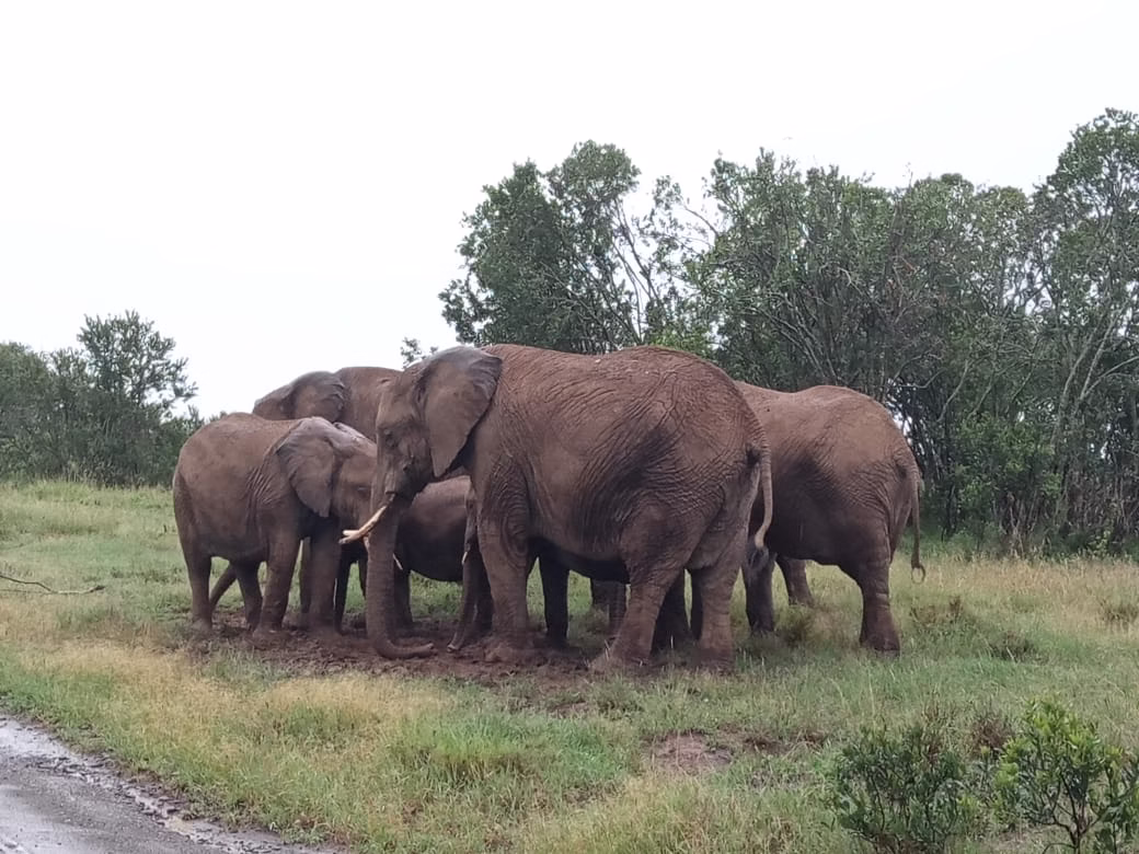 Masaimara Amboseli