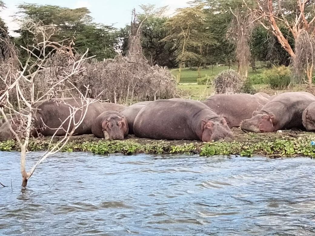 Naivasha