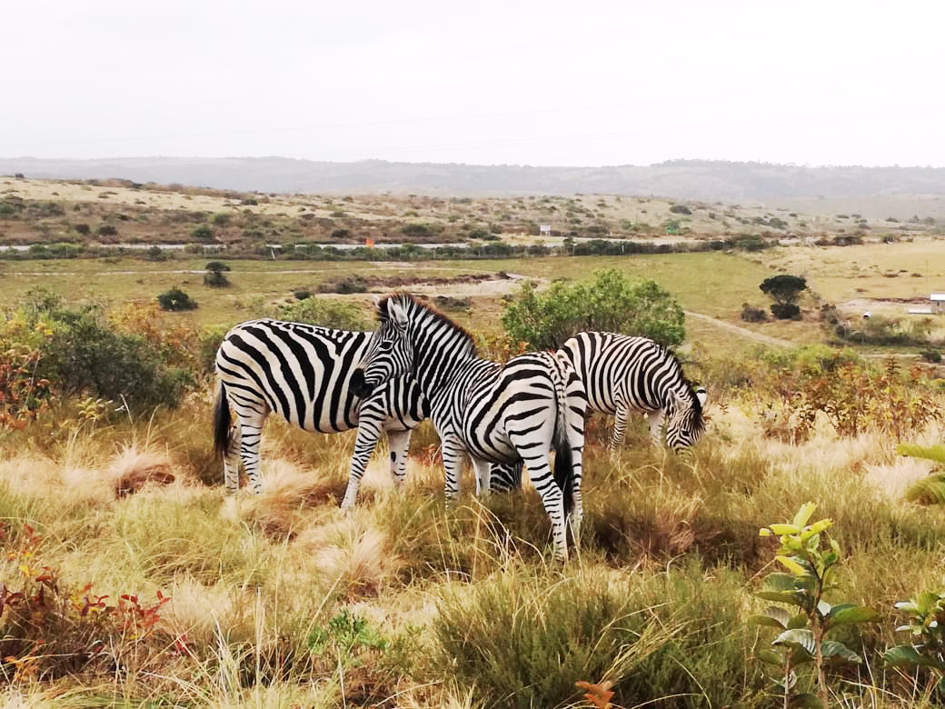 Serengeti
