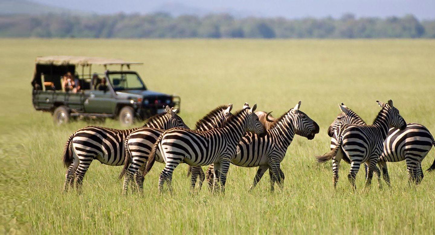 Socially Responsible Safaris grazing zebras crop 1440x780 1
